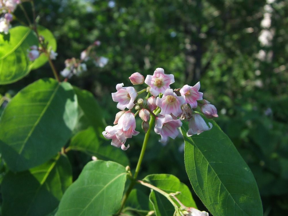 Bitterroot