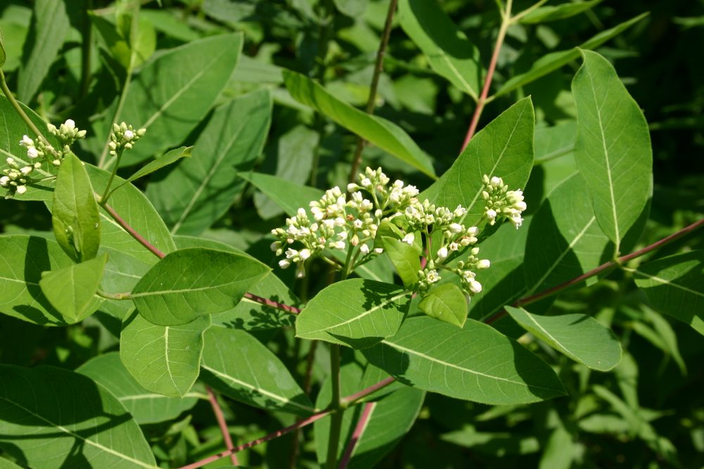 Bitterroot