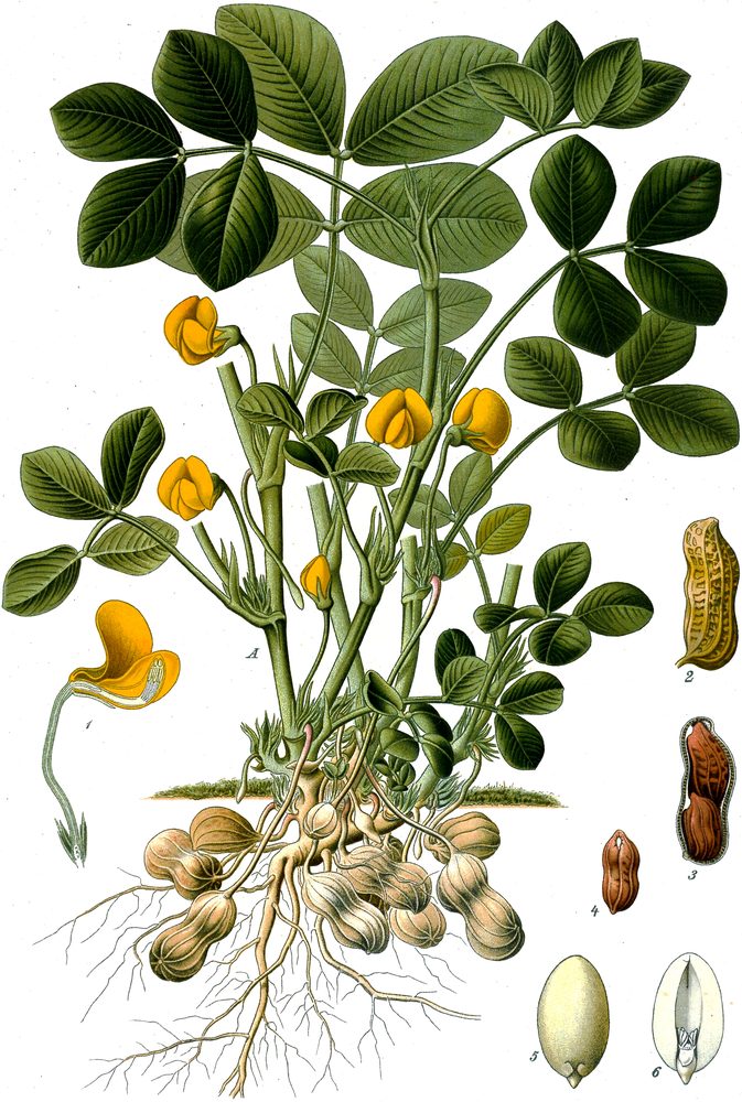 Groundnut