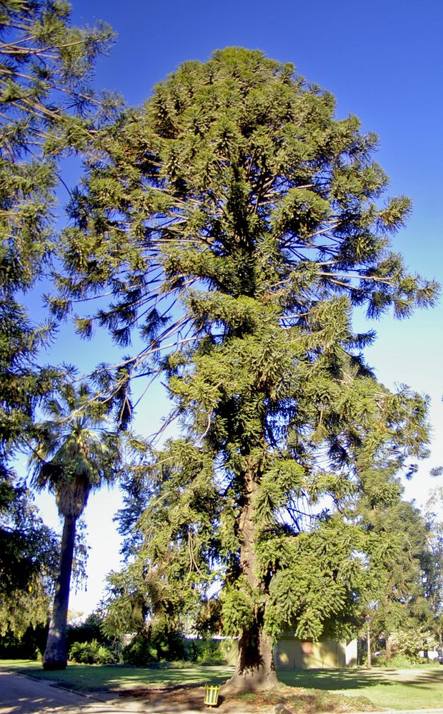 Monkey puzzle