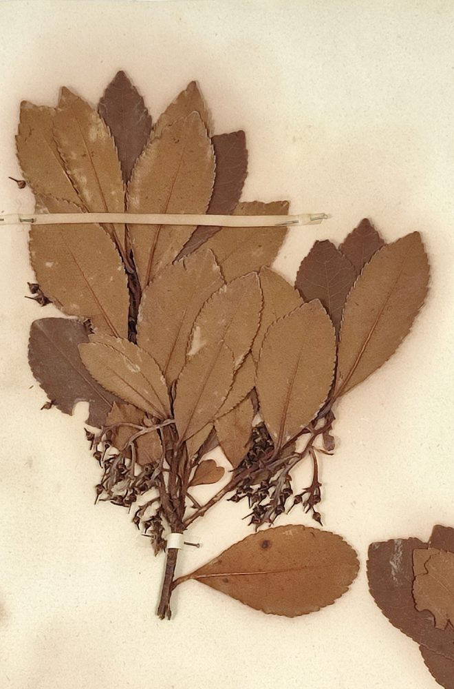 Arbutus