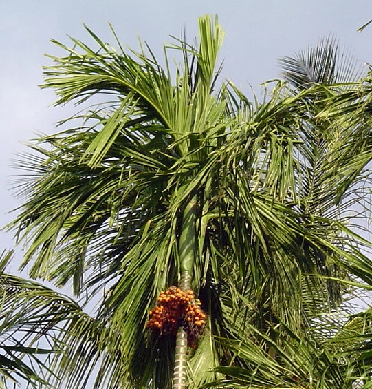 Betel Nut