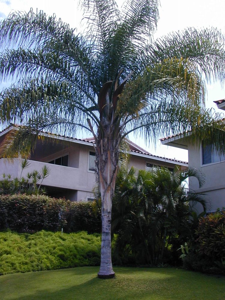 Feathery coconut