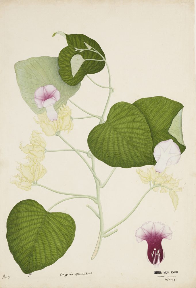 Elephant Creeper
