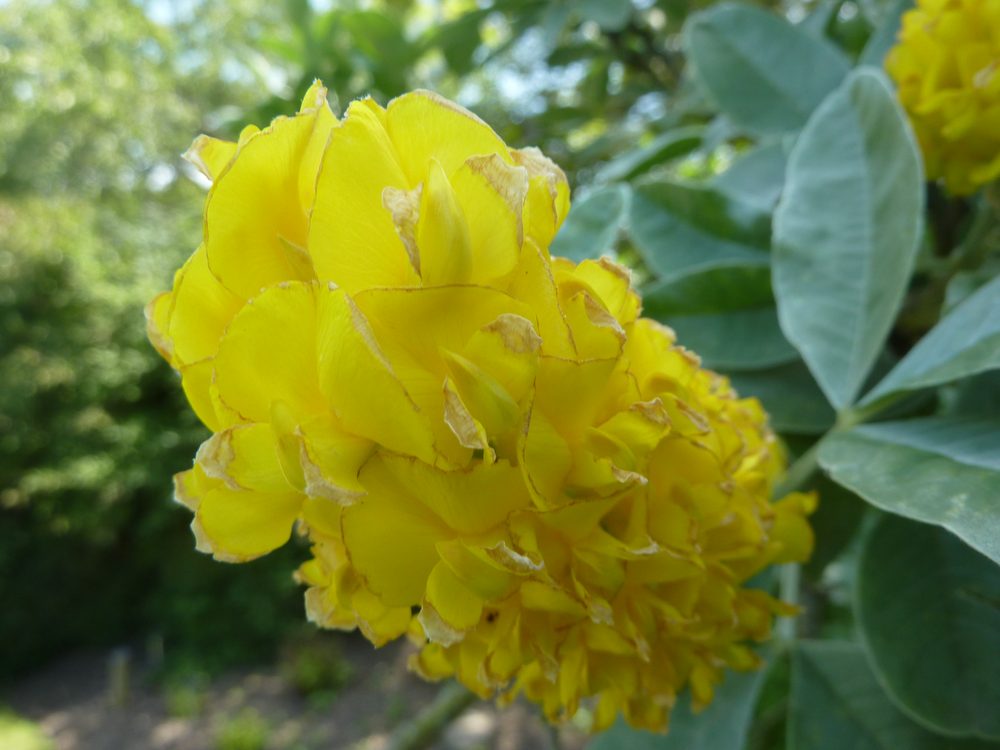 Argyrocytisus battandieri