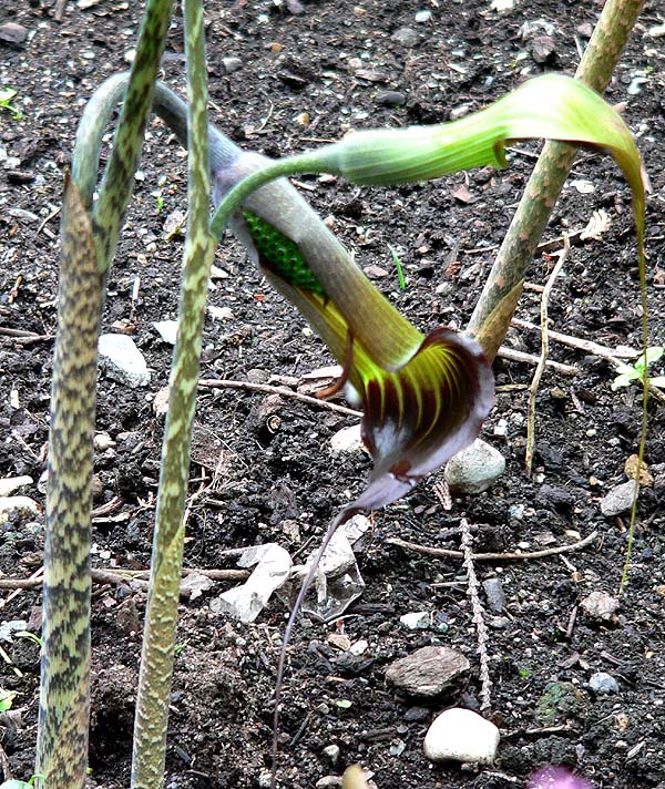 Chinese Jack-In-The-Pulpit