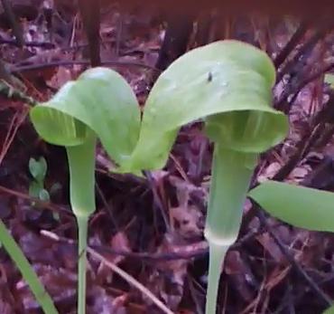 Jack-In-The-Pulpit