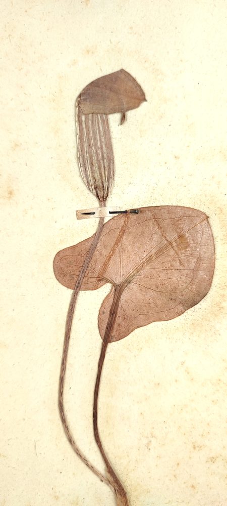 Arisarum vulgare