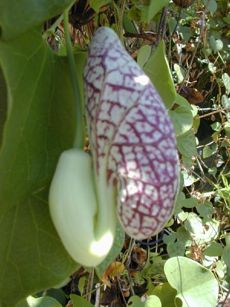 Chinese Birthwort