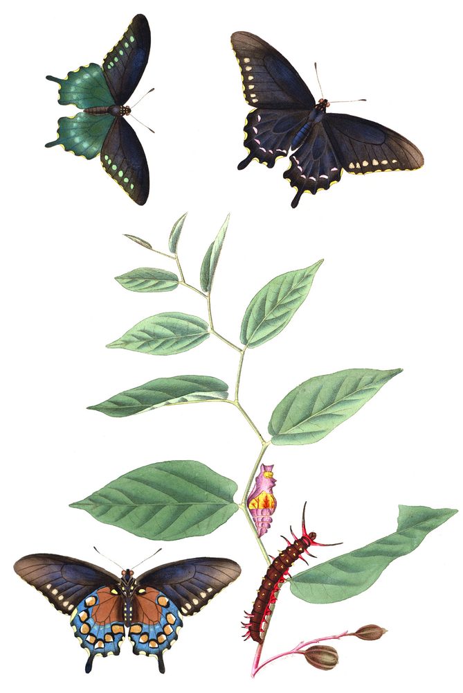 Serpentaria