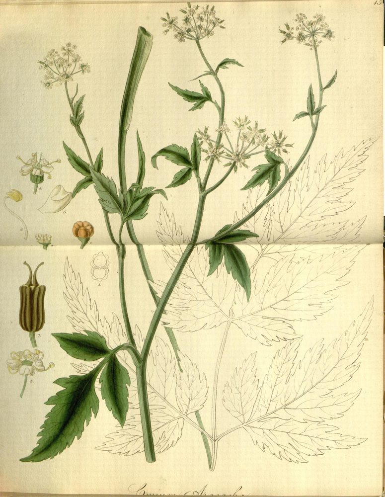 Arracacha