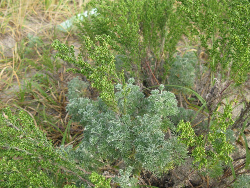 Capillary Wormwood