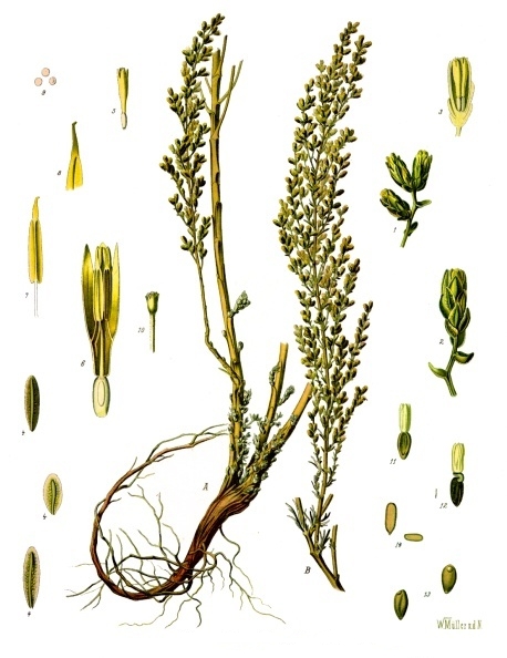 Levant Wormseed