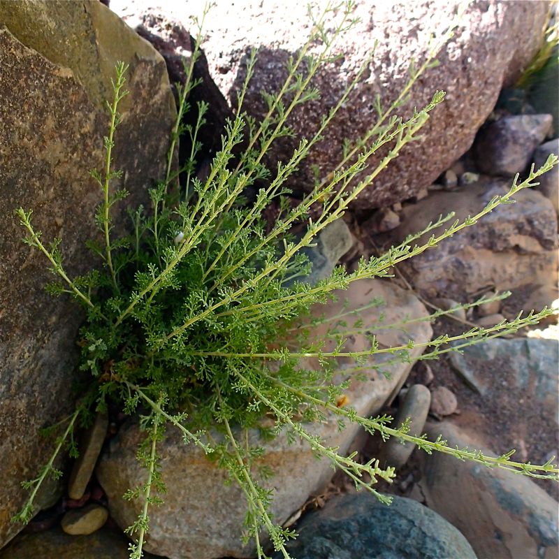 Desert Wormwood