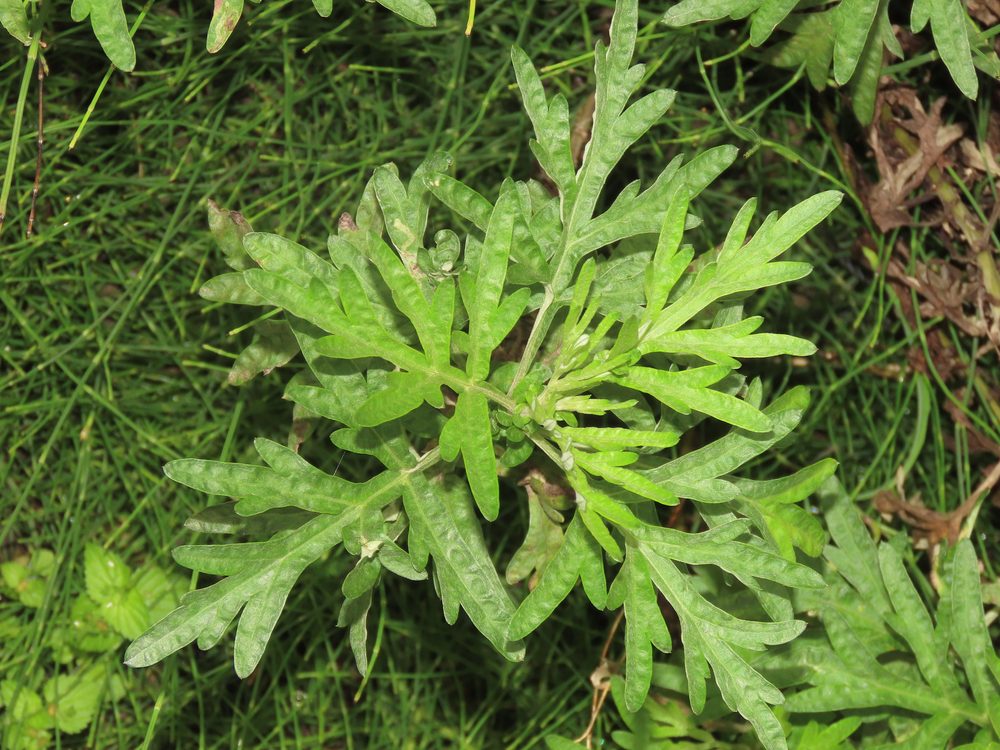 Artemisia indica