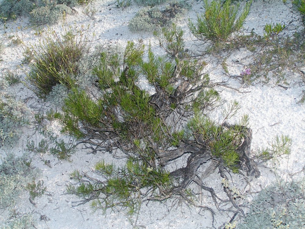 Artemisia salsoloides