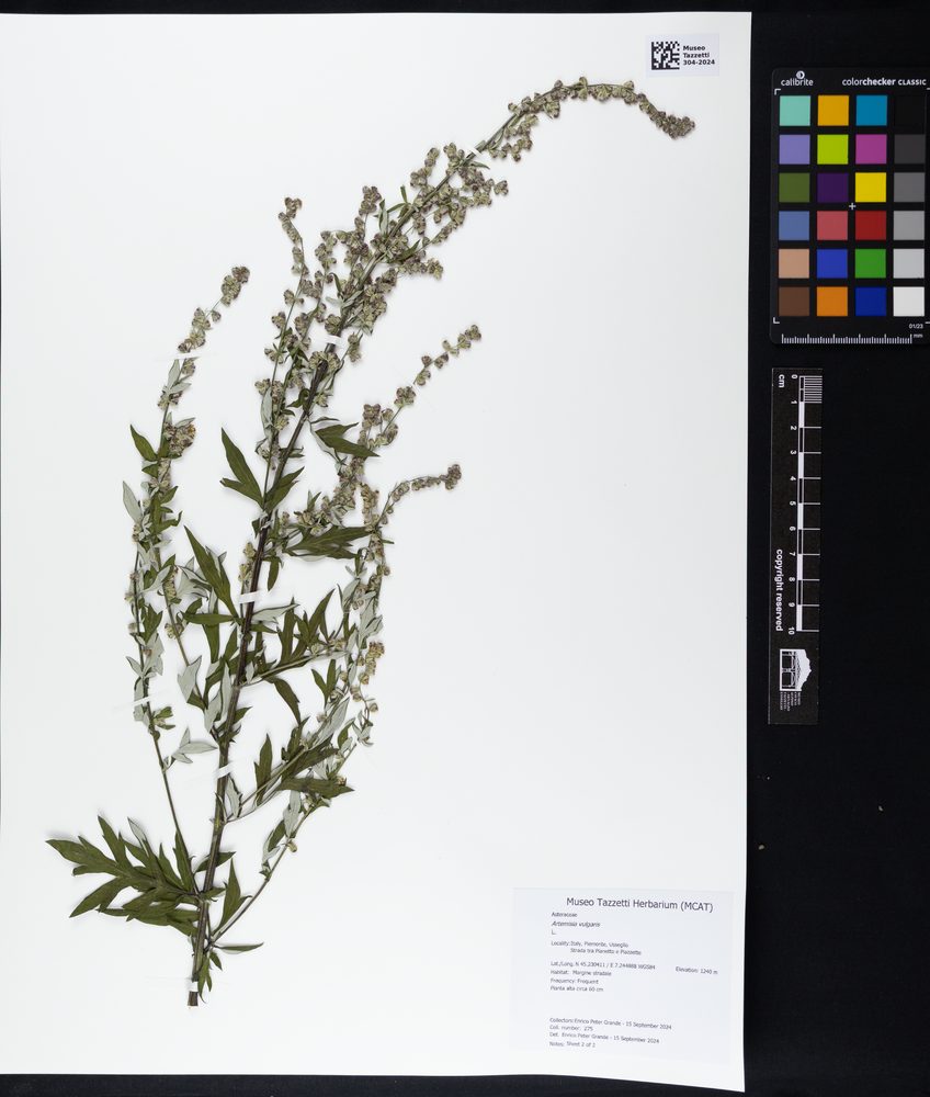 Mugwort