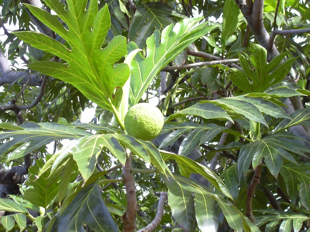Breadfruit
