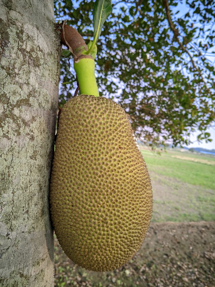 Jackfruit