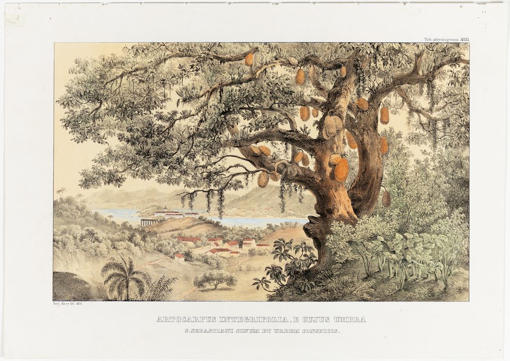 Artocarpus integrifolia