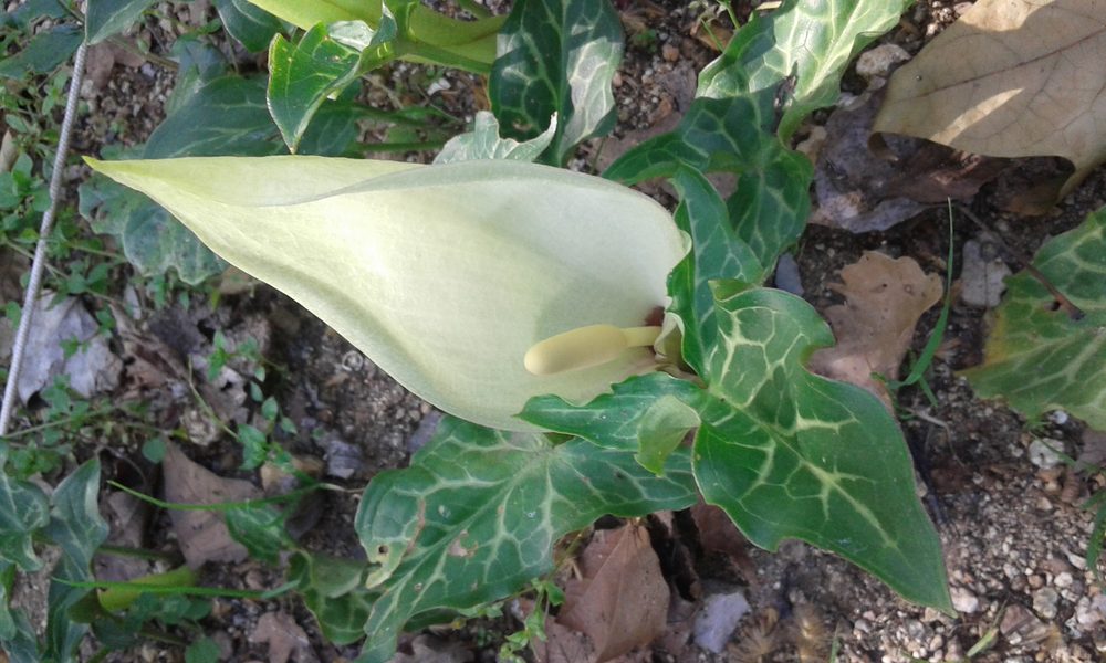 Arum italicum