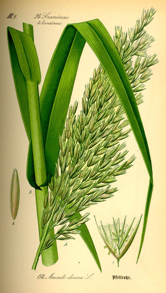 Giant Reed