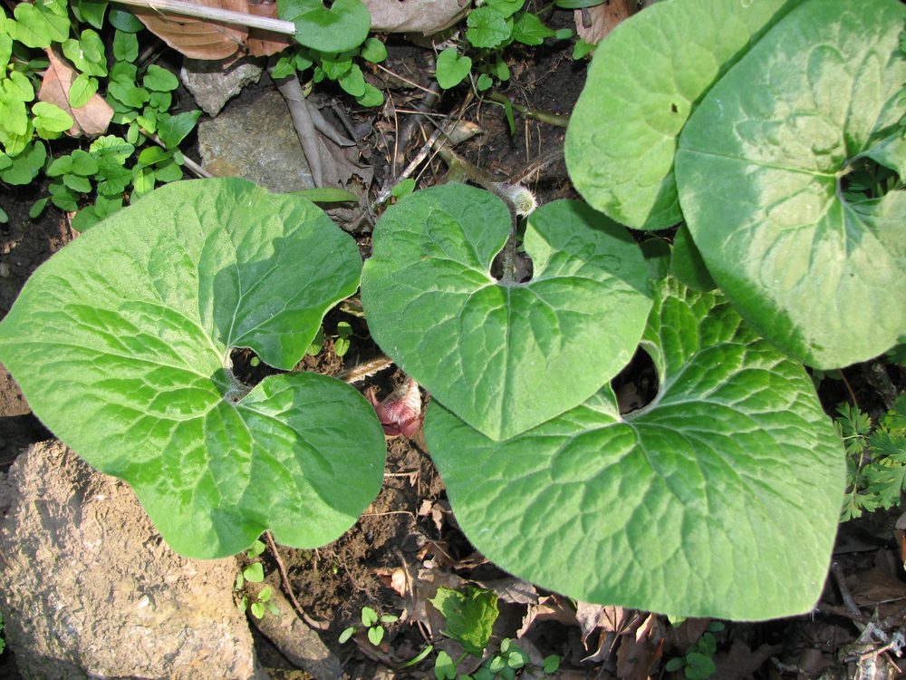 Wild Ginger