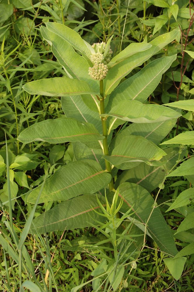 Milkweed