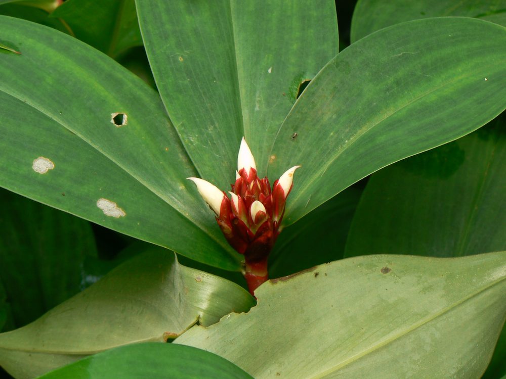Asian Wild Ginger