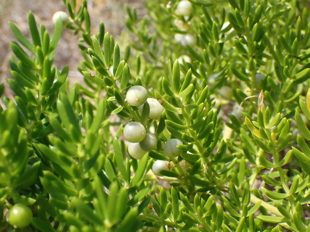Lucid Asparagus
