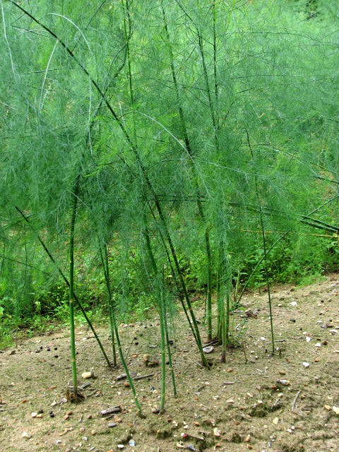 Asparagus