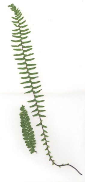 Ebony Spleenwort