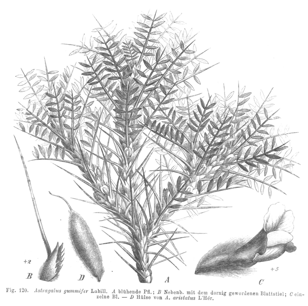 Gum Tragacanth
