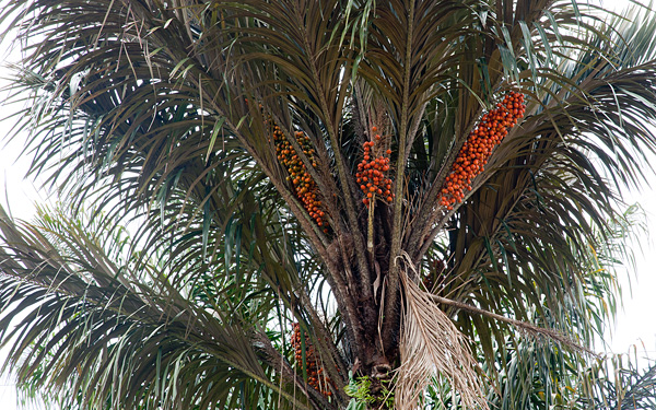 Awarra Palm