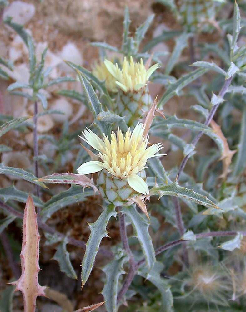 Atractylis carduus