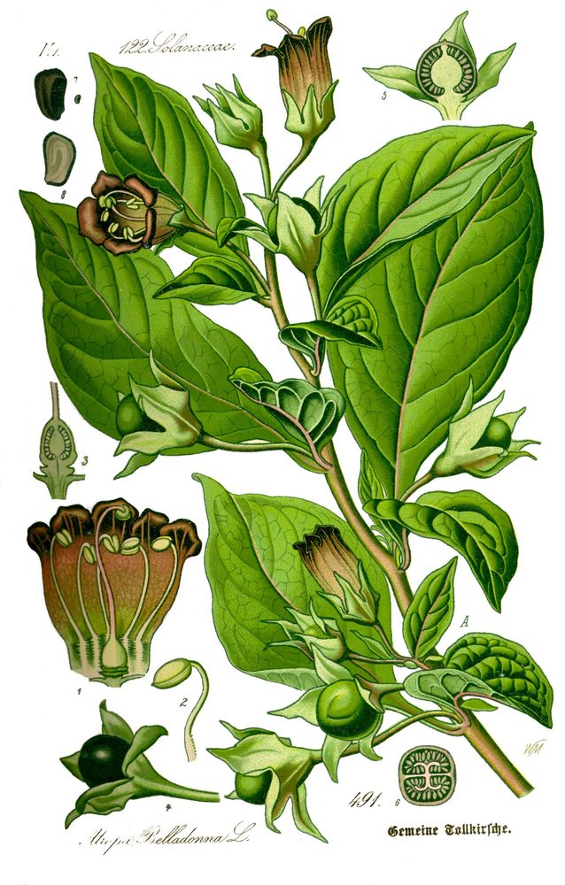 Belladonna