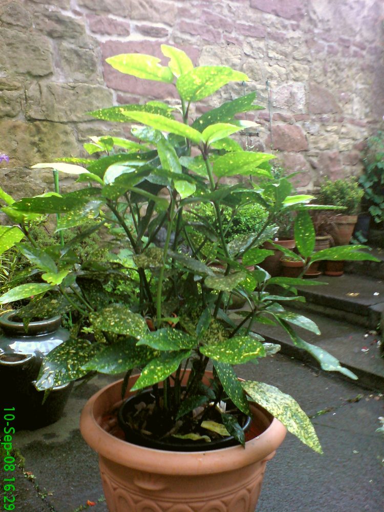 Japanese Aucuba