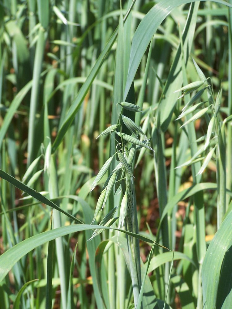 Oats