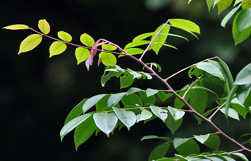 Carambola