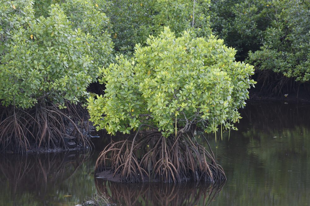 Avicennia marina
