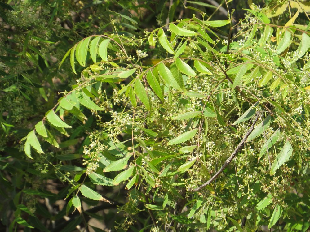 Neem