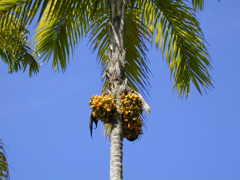 Peach palm