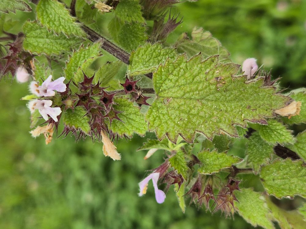 Black Horehound
