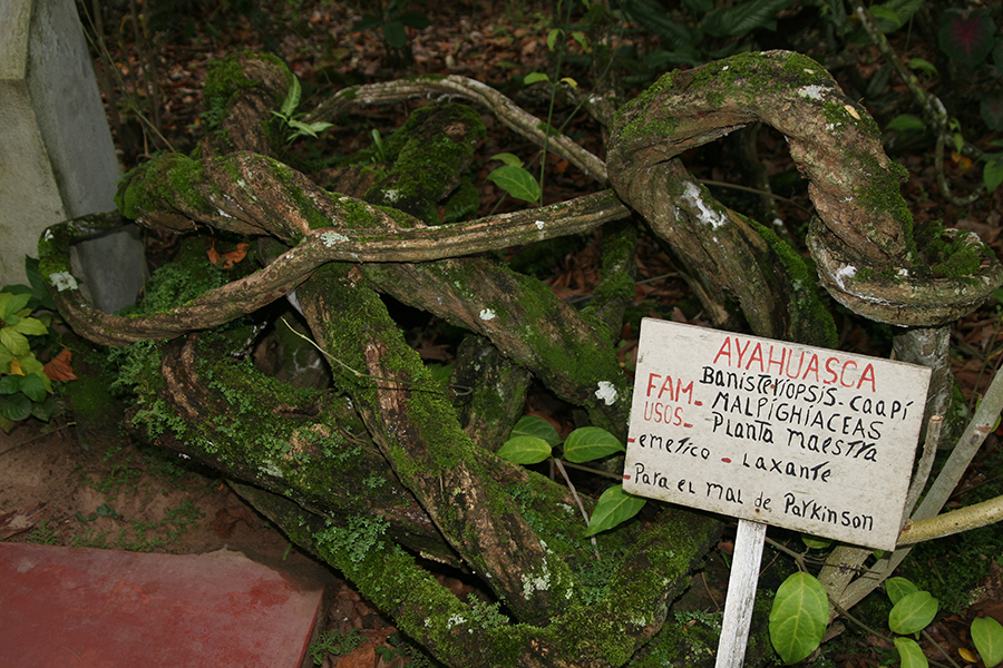 Ayahuasca