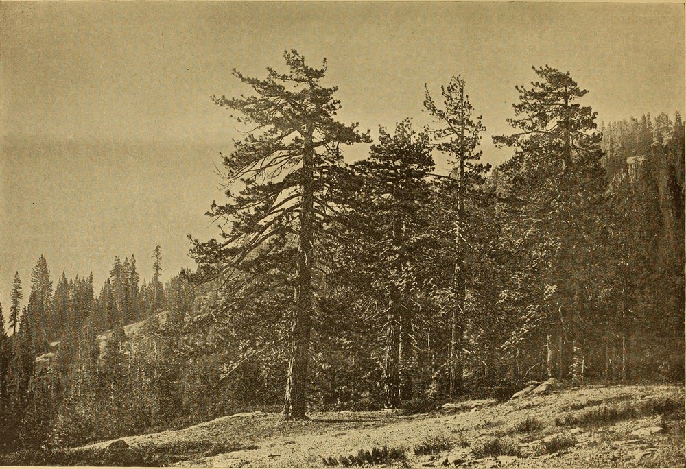 Baptisia hirsuta
