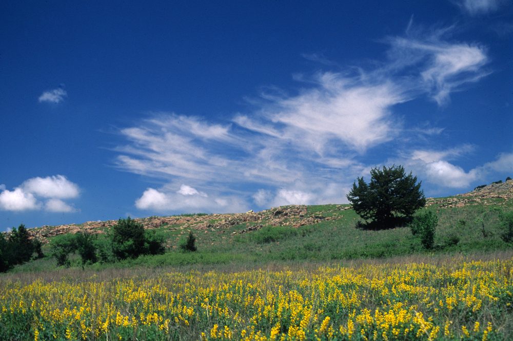 Baptisia sp