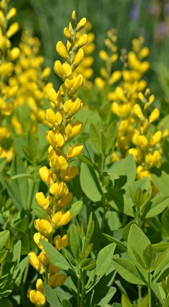Baptisia sphaerocarpa