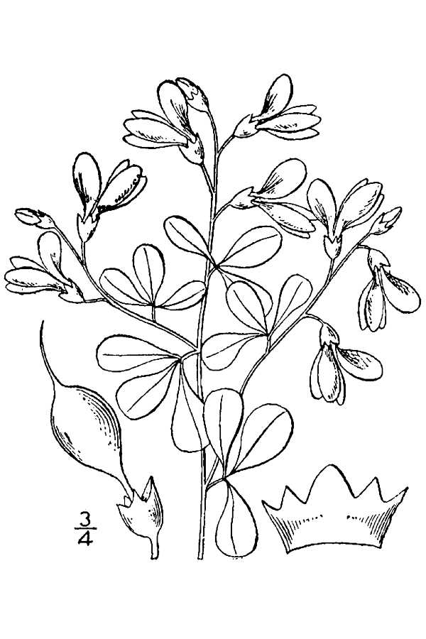 Wild Indigo