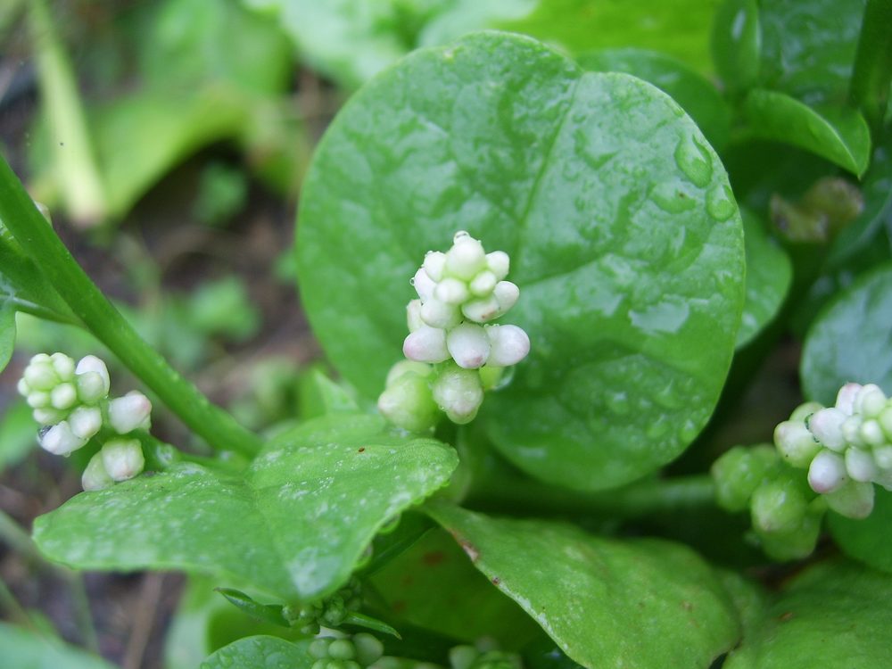 Vinespinach