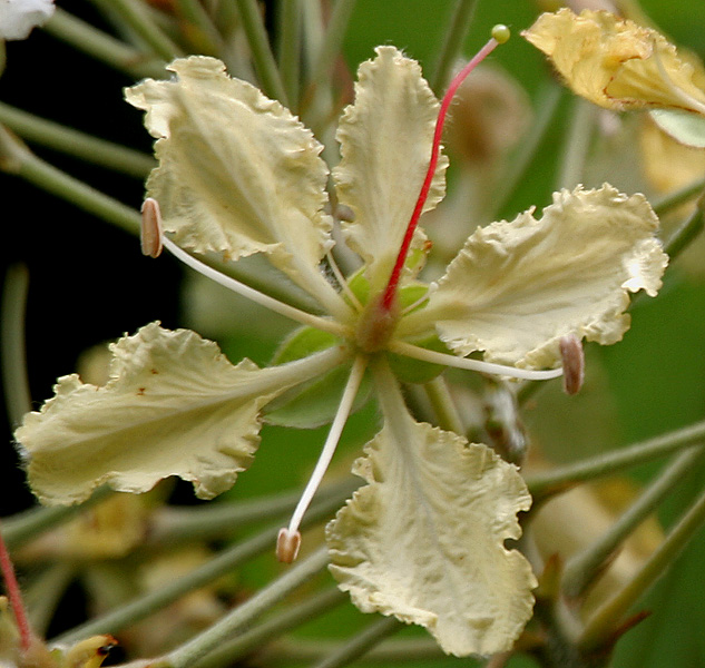Bauhinia vahlii